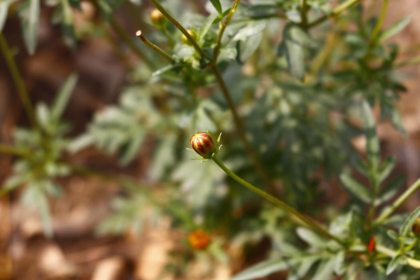 Flowering Plants in Outdoor Garden in Karachi Pakistan 2022 18925775