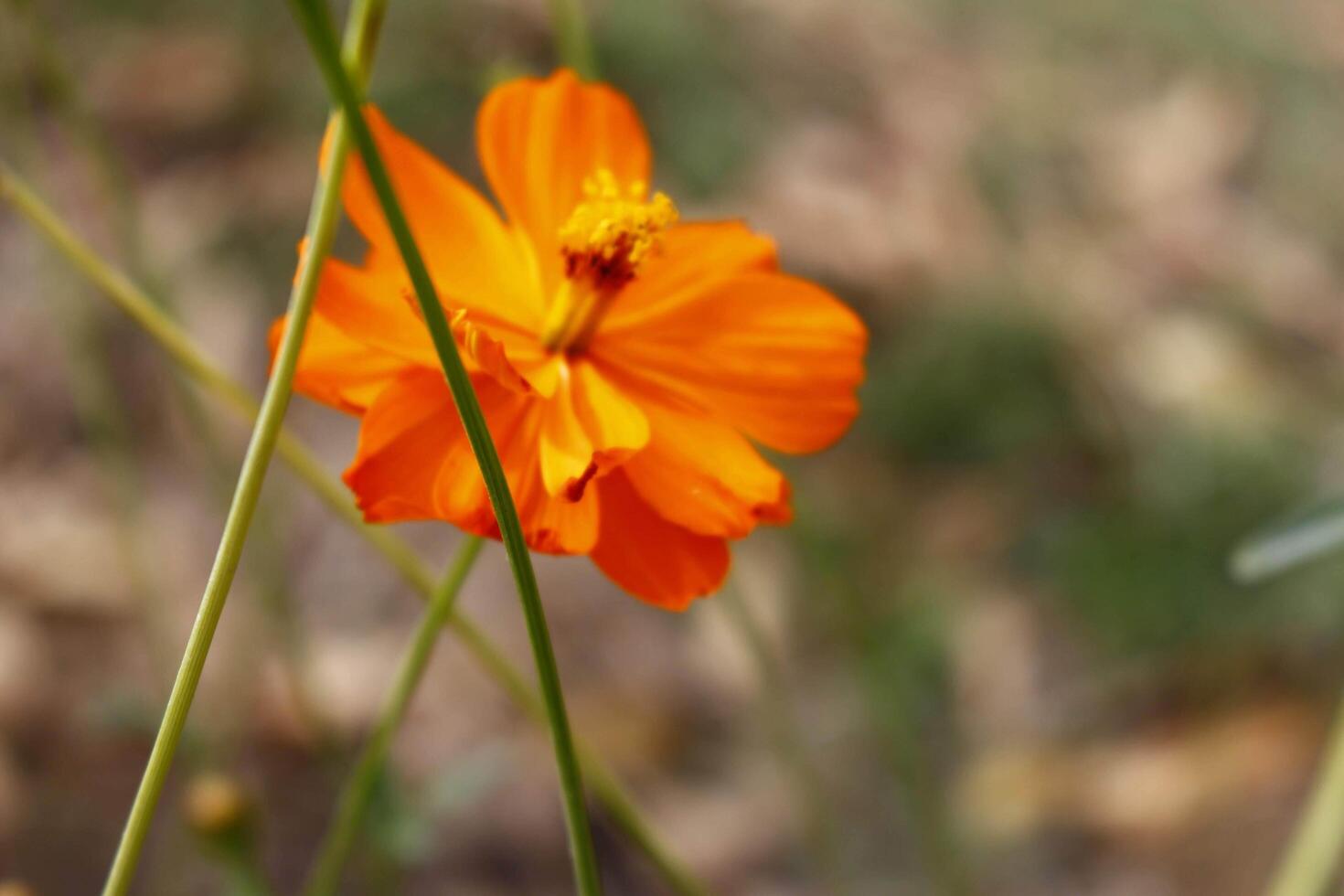 Flowering Plants in Outdoor Garden in Karachi Pakistan 2022 18925777