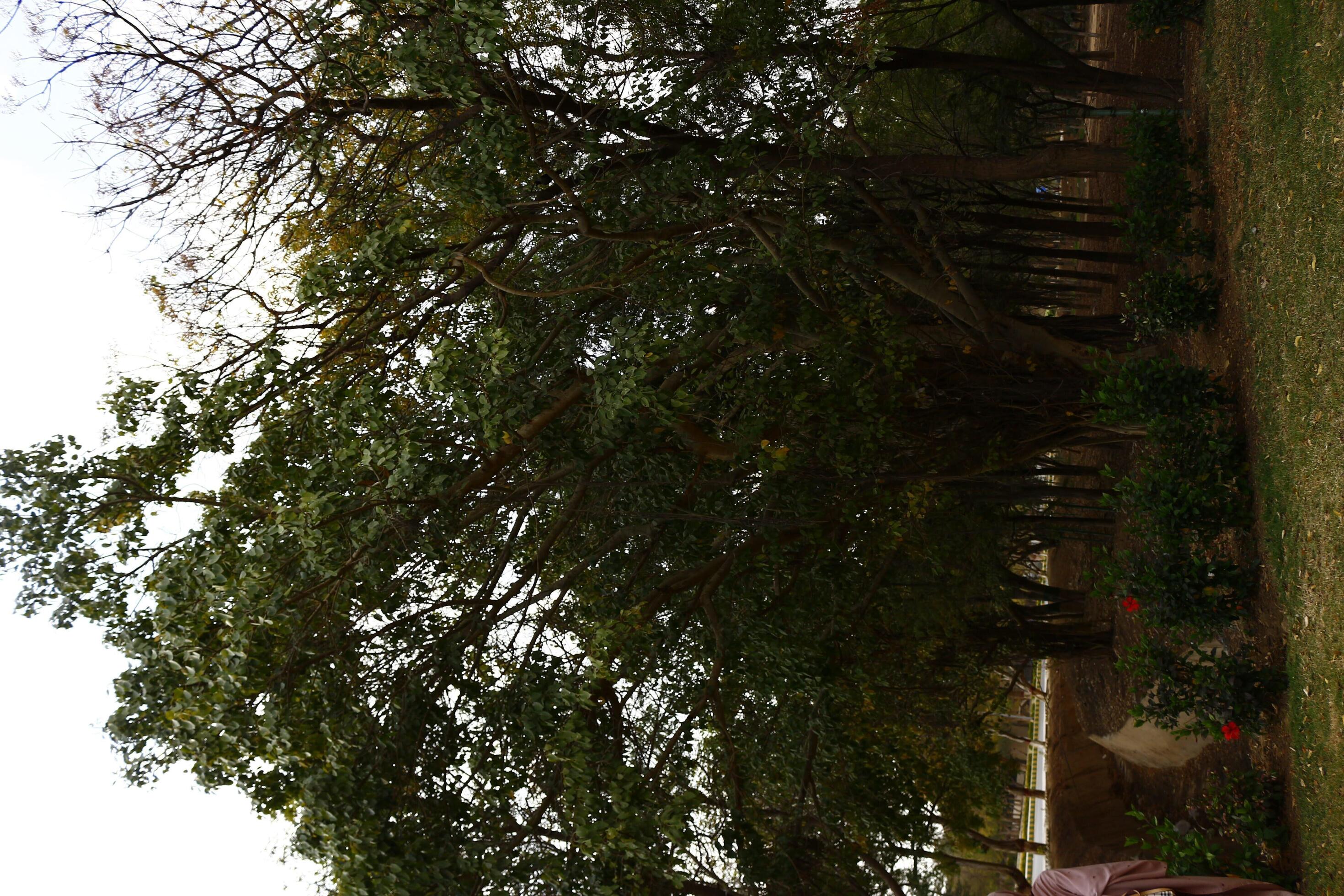 Flowering Plants in Outdoor Garden in Karachi Pakistan 2022 18925796