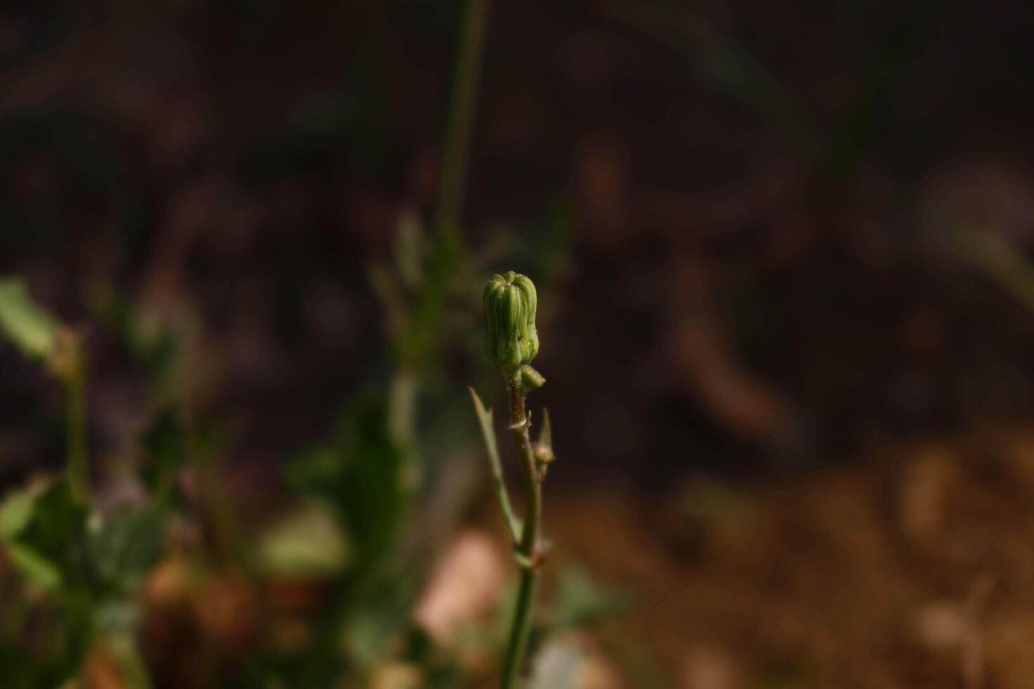 Flowering Plants in Outdoor Garden in Karachi Pakistan 2022 18925803