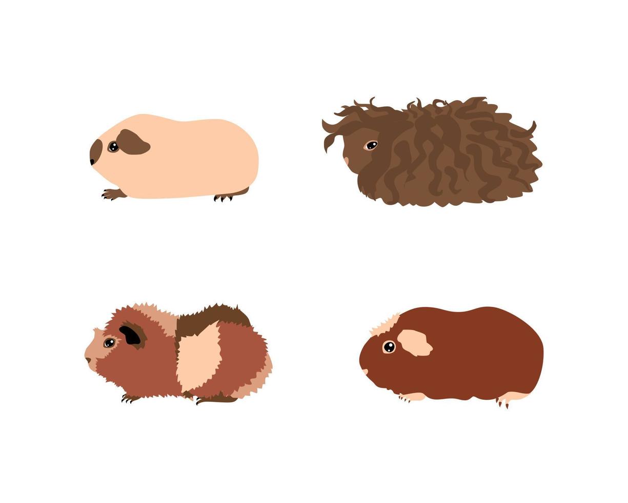 Guinea pig breedsr in color style. Pet rodents collection and icons. Isolated vector with different breeds, californian, abyssinian, texel, crested