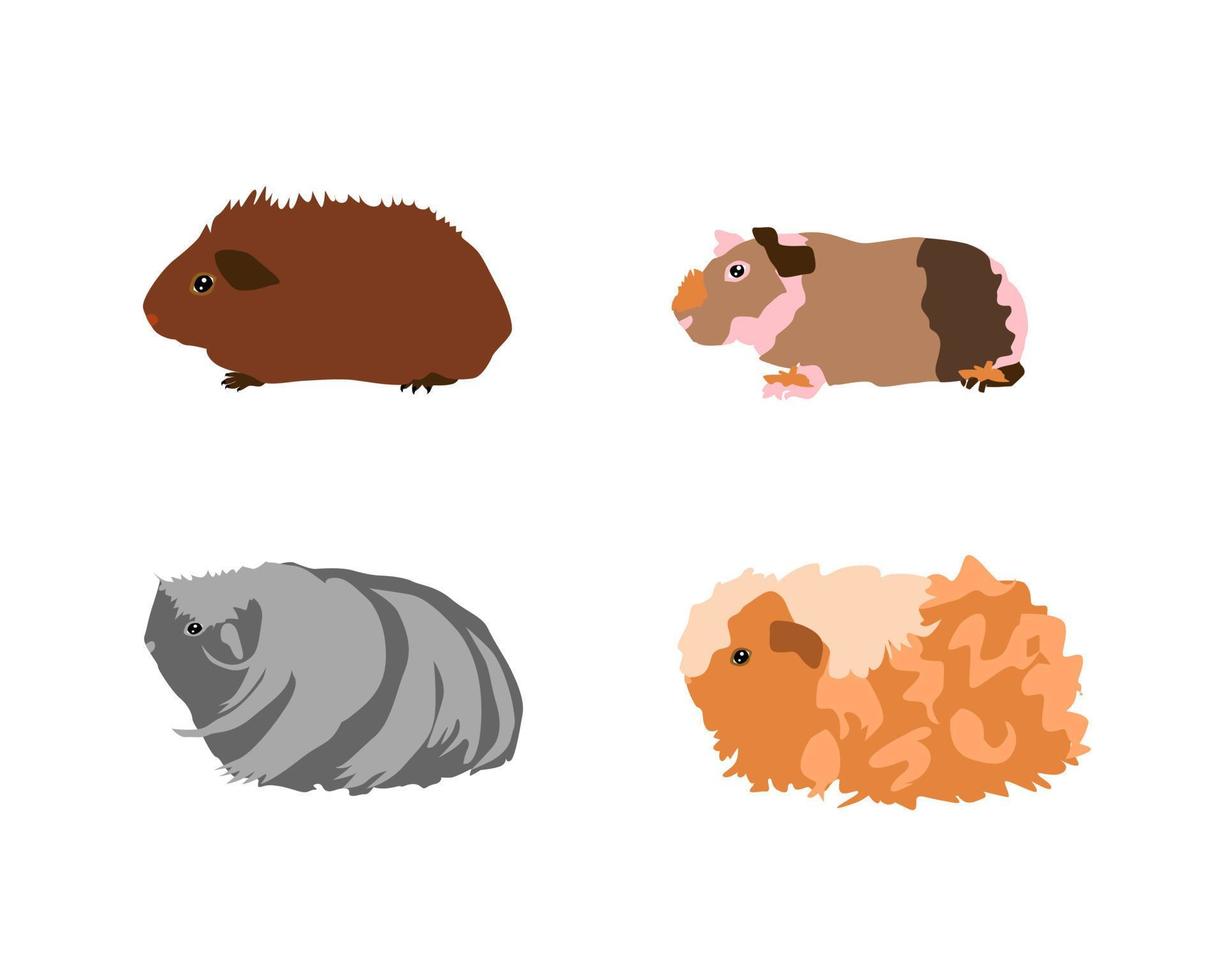 Guinea pig breedsr in color style. Pet rodents collection and icons. Isolated vector with different breeds, ridgeback, skinny, coronet, texel