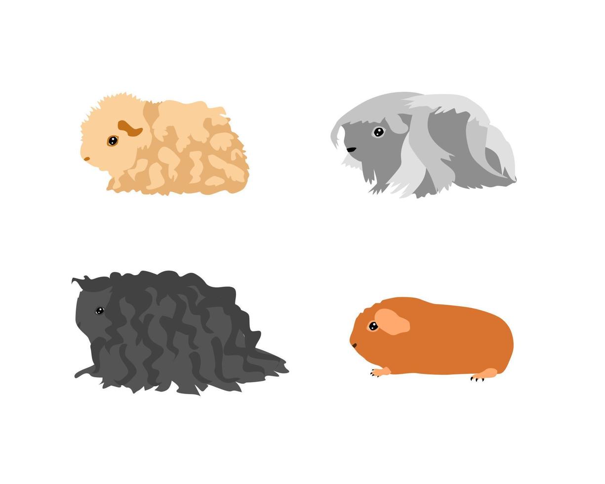 Guinea pig breedsr in color style. Pet rodents collection and icons. Isolated vector with different breeds, curly, peruvian, merino, self