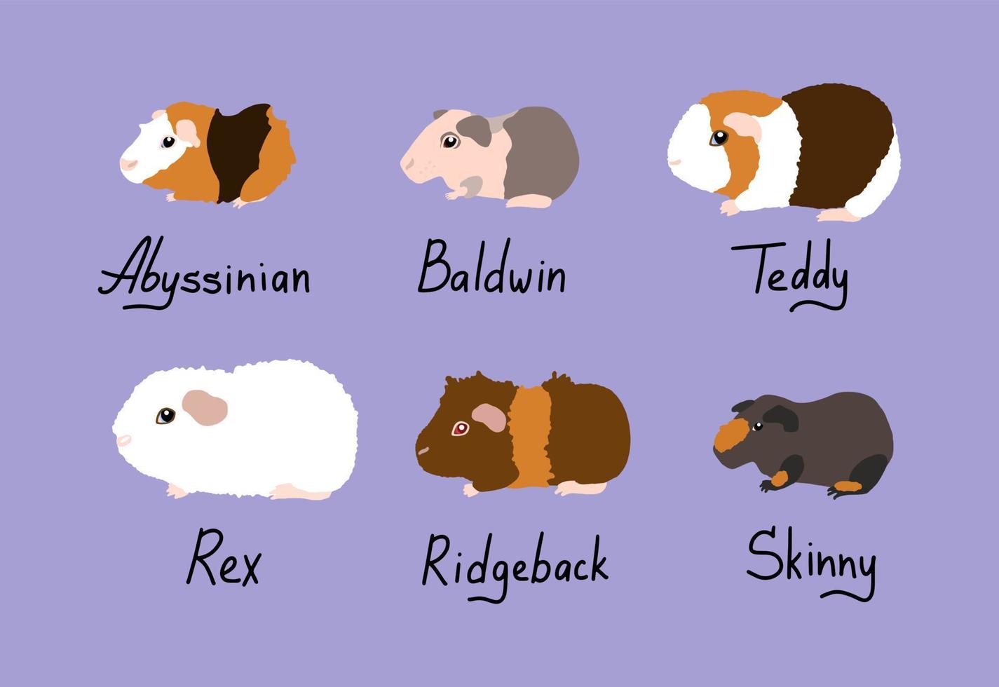 Guinea pig animals different breeds. Vector illustration in flat cartoon style
