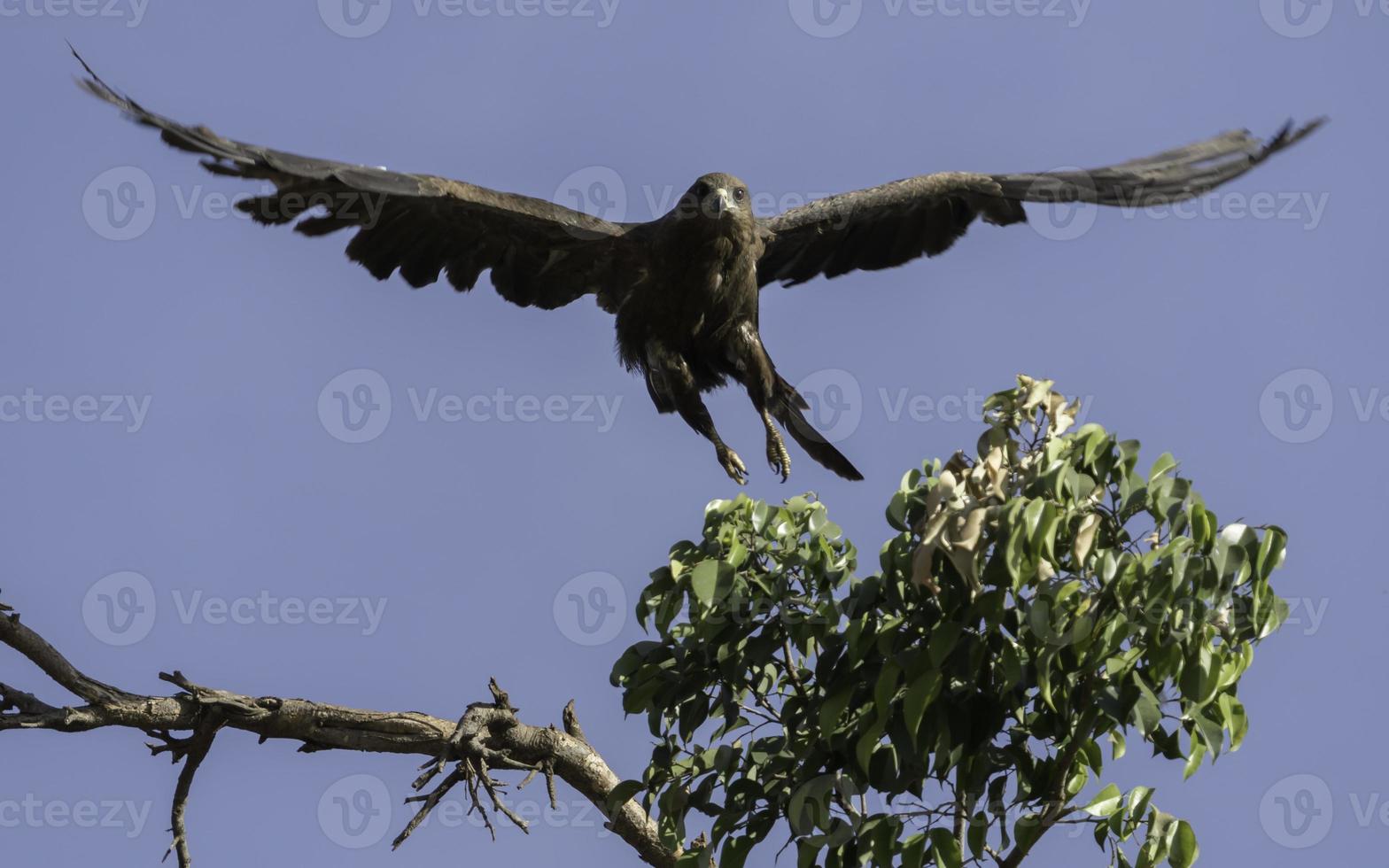 An African Black Kite flies from a tree photo