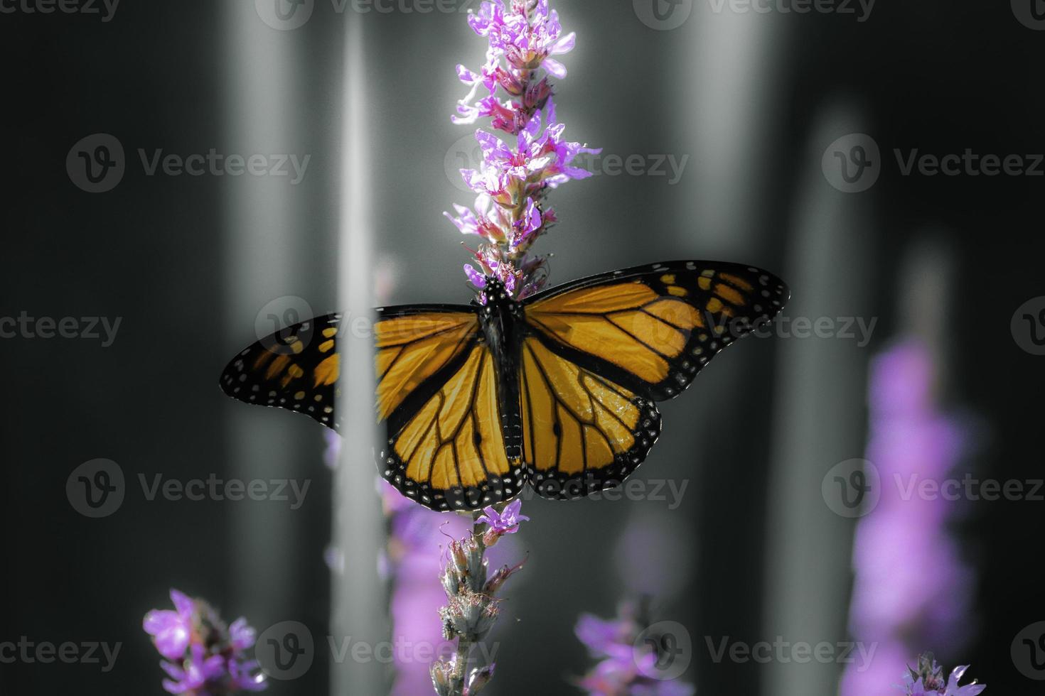A Monarch Butterfly is perched on a flower photo