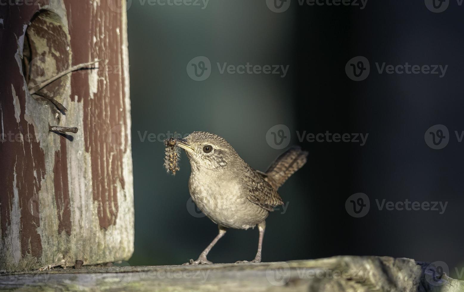 reyezuelo trayendo un insecto para sus crías foto