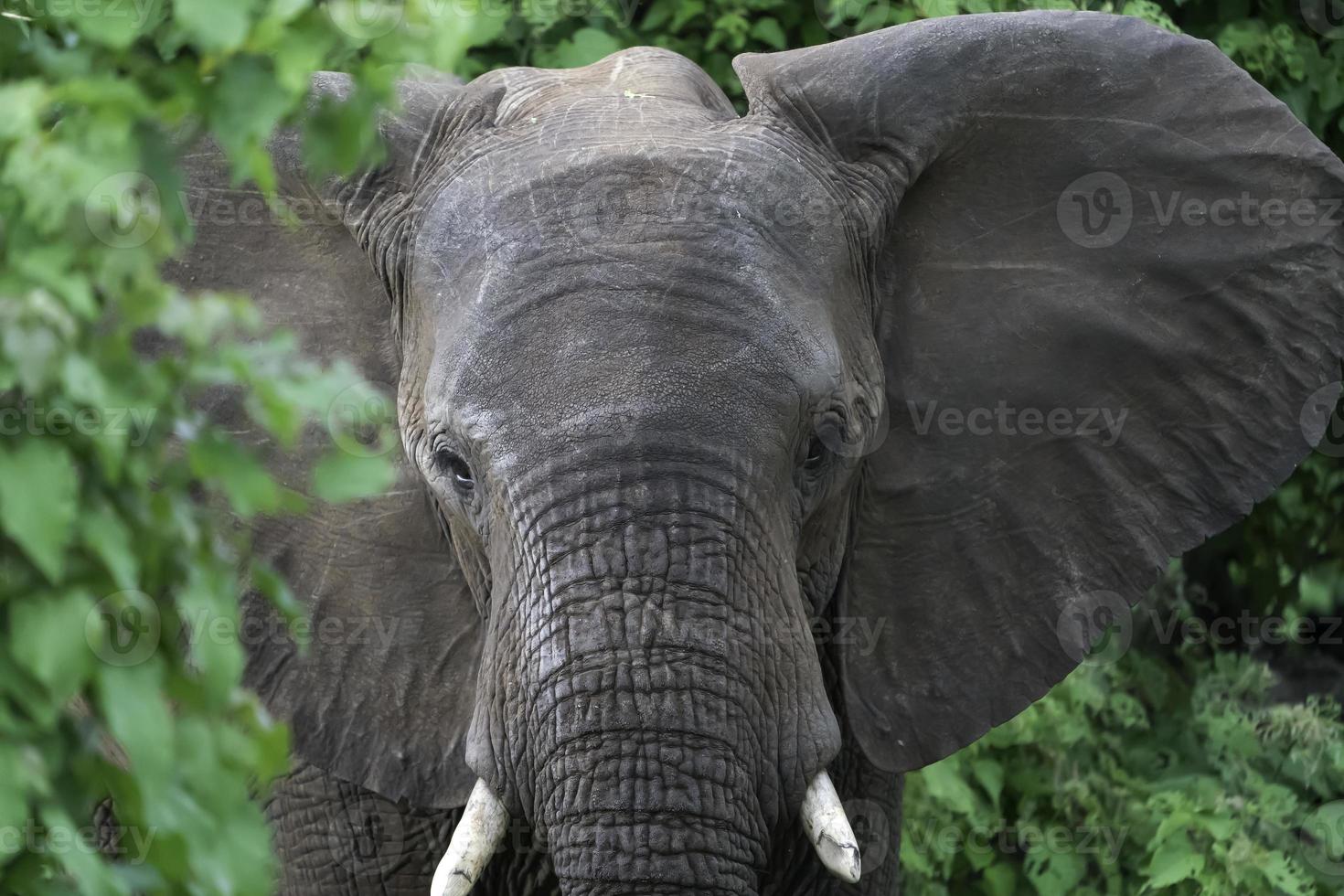 An African Elephant wandering through the brush photo