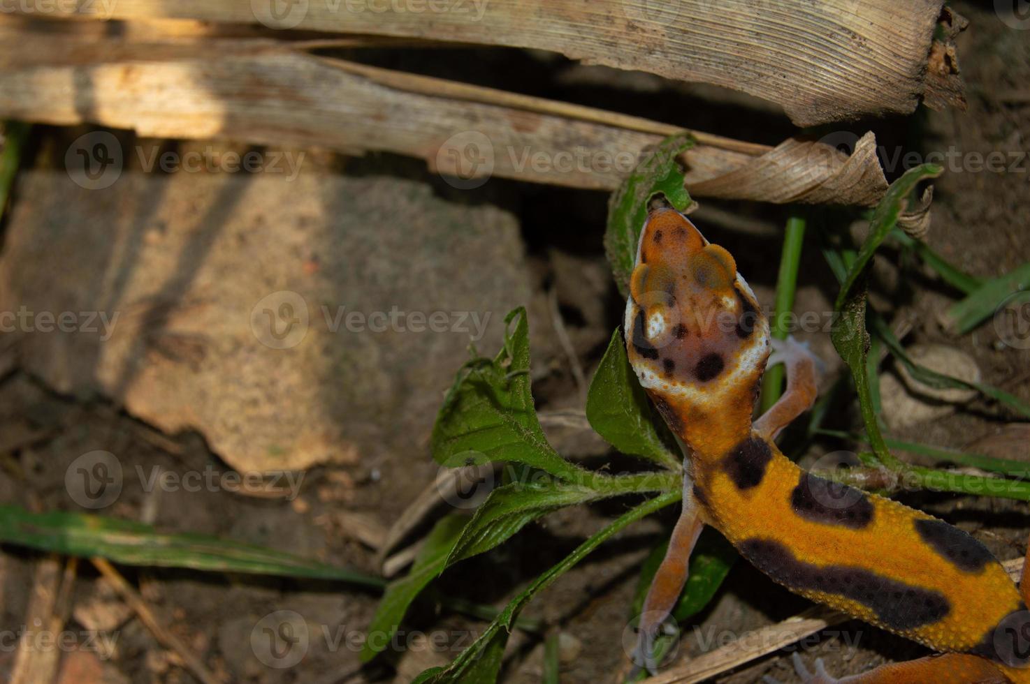 leopard gecko playing in the garden. orange leopard gecko. domesticated reptile. photo