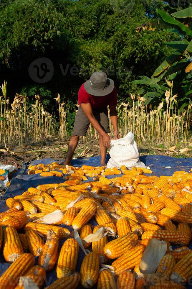 a working farmer. Farmers dry the harvested corn in the hot sun. Indonesian traditional farmers. photo