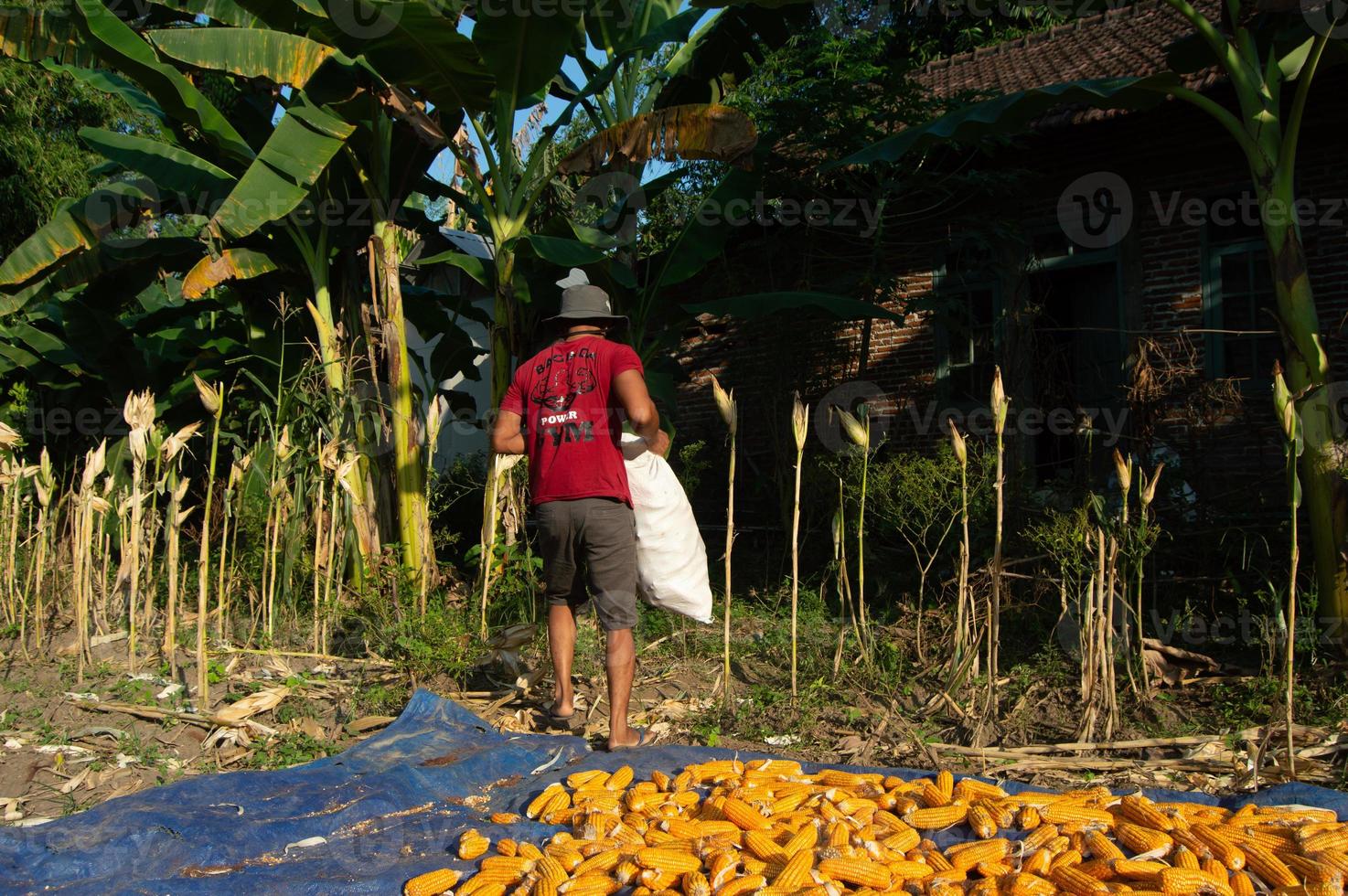 a working farmer. Farmers dry the harvested corn in the hot sun. Indonesian traditional farmers. photo