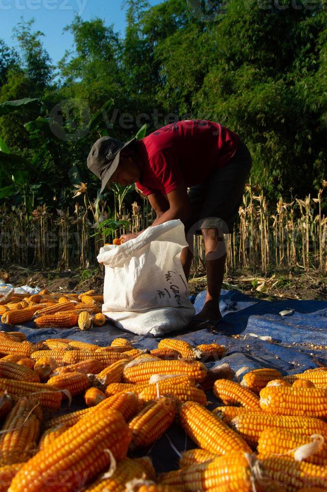 a working farmer. Farmers dry the harvested corn in the hot sun. Indonesian traditional farmers. photo