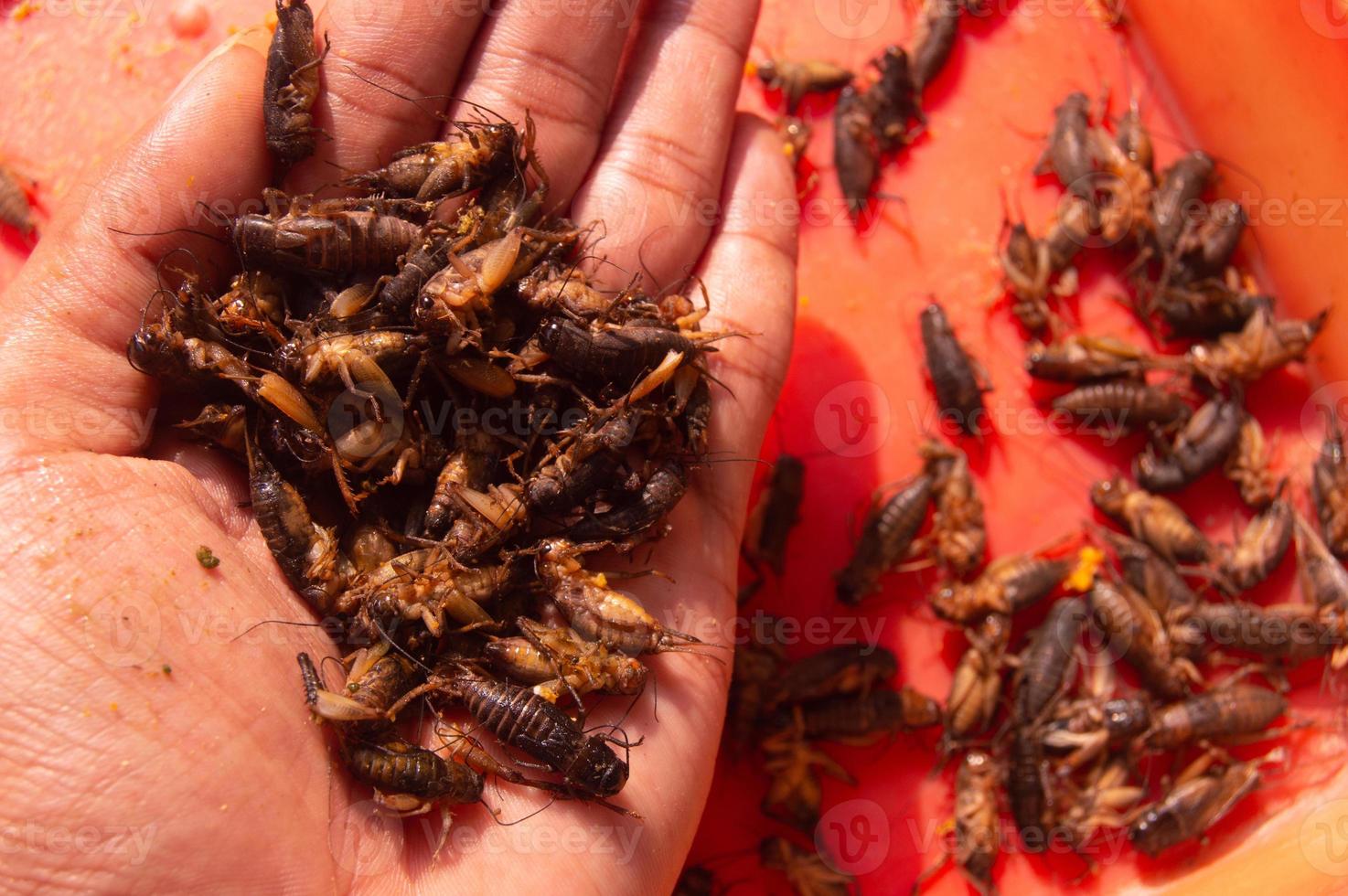dried crickets that have been dried in the sun. a person's hand holding a dry cricket. photo