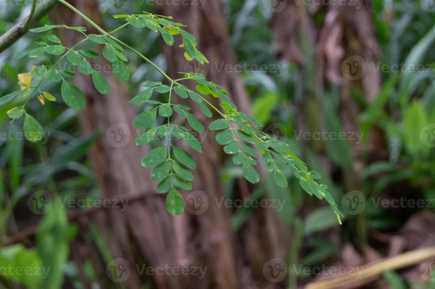 Close up of Moringa leaves on a tree photo