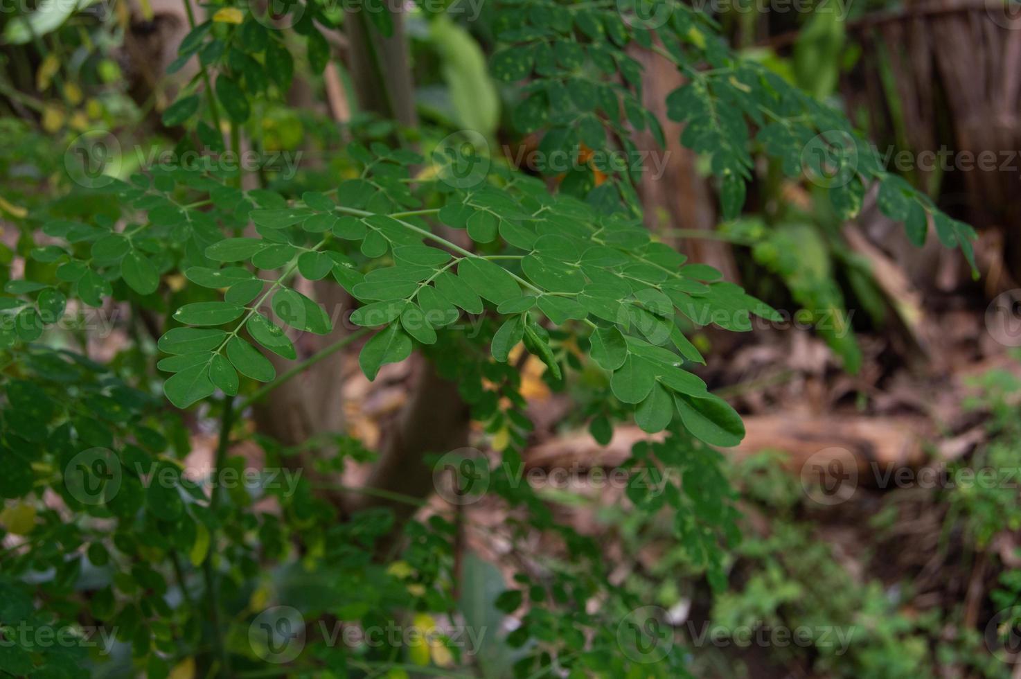 Close up of Moringa leaves on a tree photo