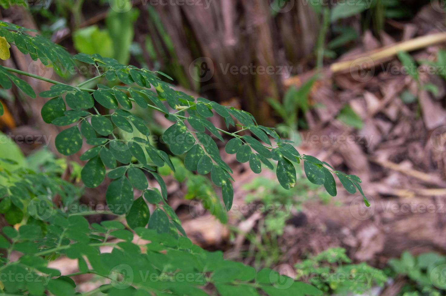 Close up of Moringa leaves on a tree photo