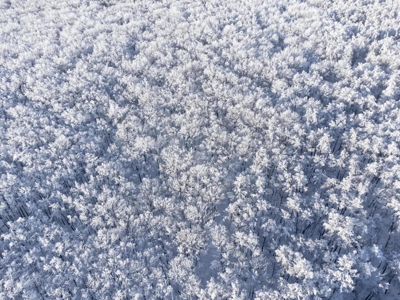 Aerial view of snow covered tops of trees. photo