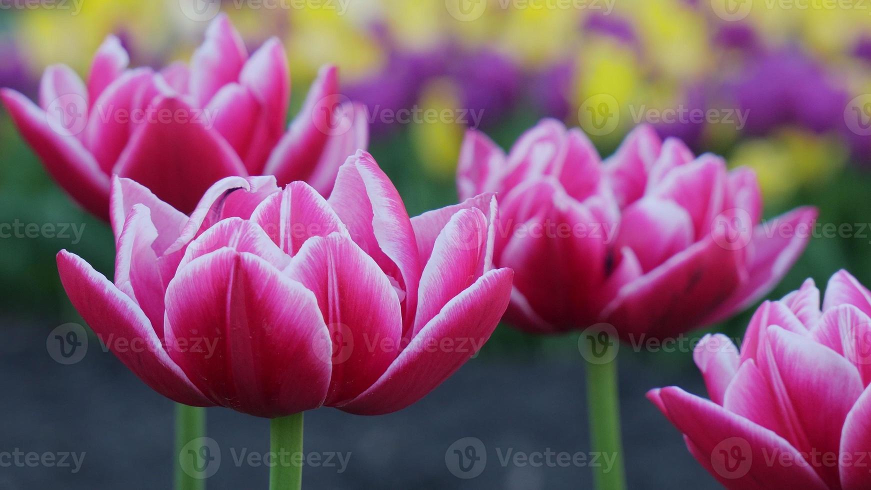 Background from tulips. Beautiful tulip in the meadow. Spring flower bud in sunlight. Tulip close-up. photo