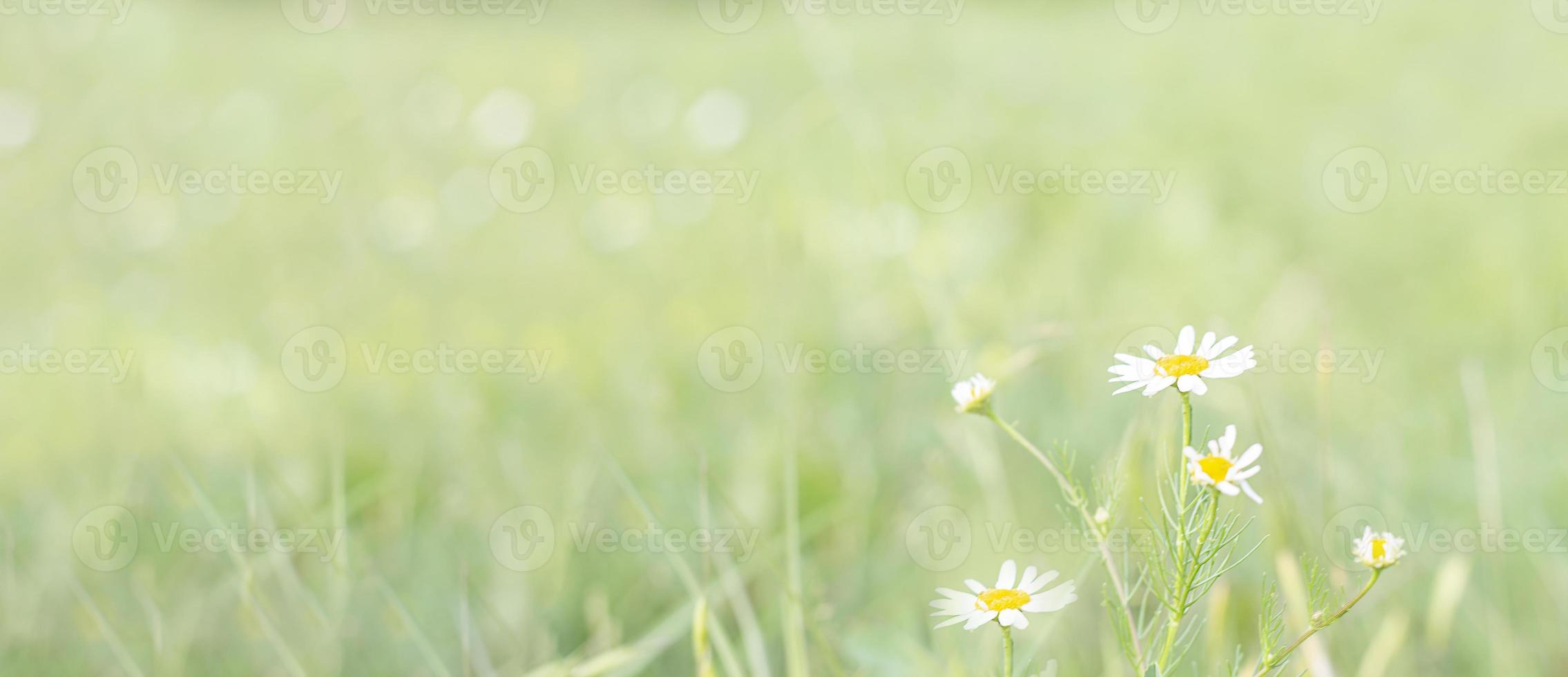 Blooming chamomile. Spring. garden. beautiful blooming chamomile. Banner. Chamomile in spring. Copy space photo
