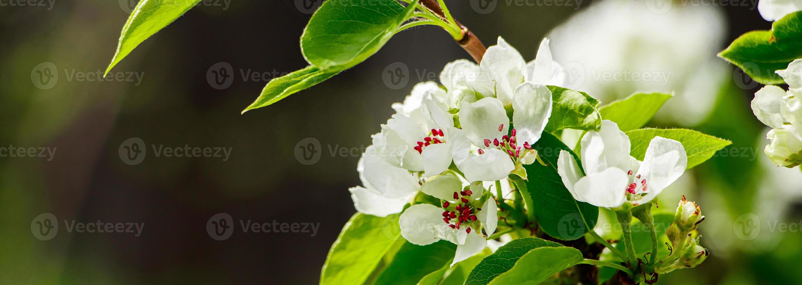 Cherry flowers on a branch close-up. Blooming tree in the garden. photo