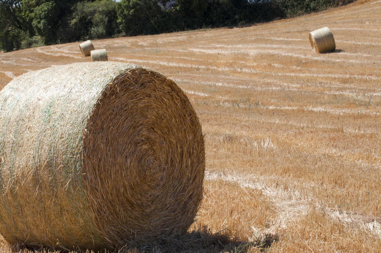 Close up of a hay bale on a field during summer. photo