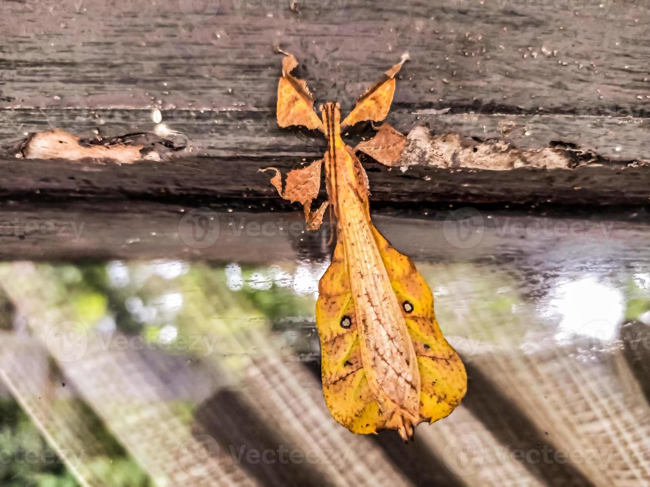 leaf insect camouflaging on glass photo