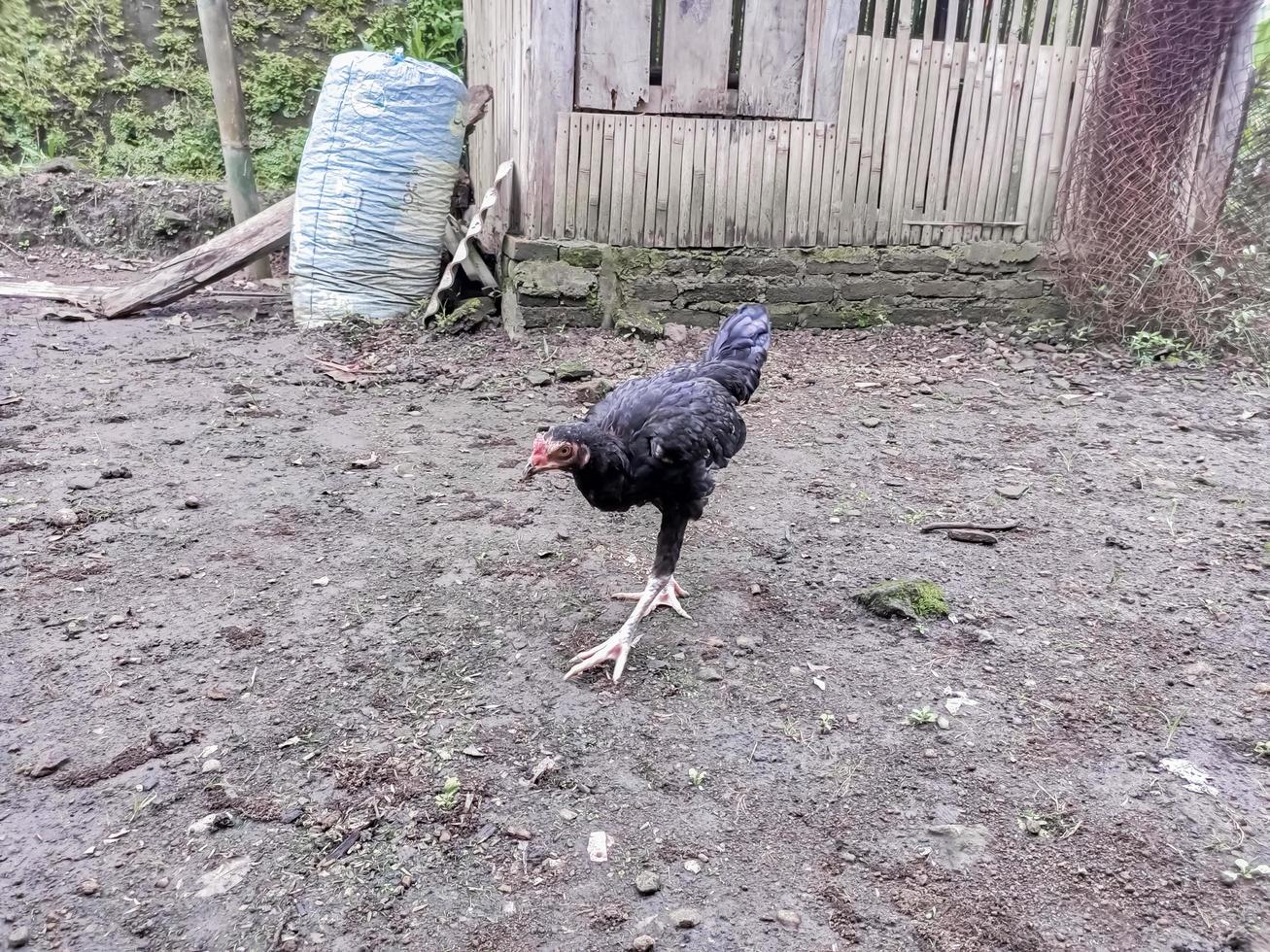 black hens look for food on the ground photo