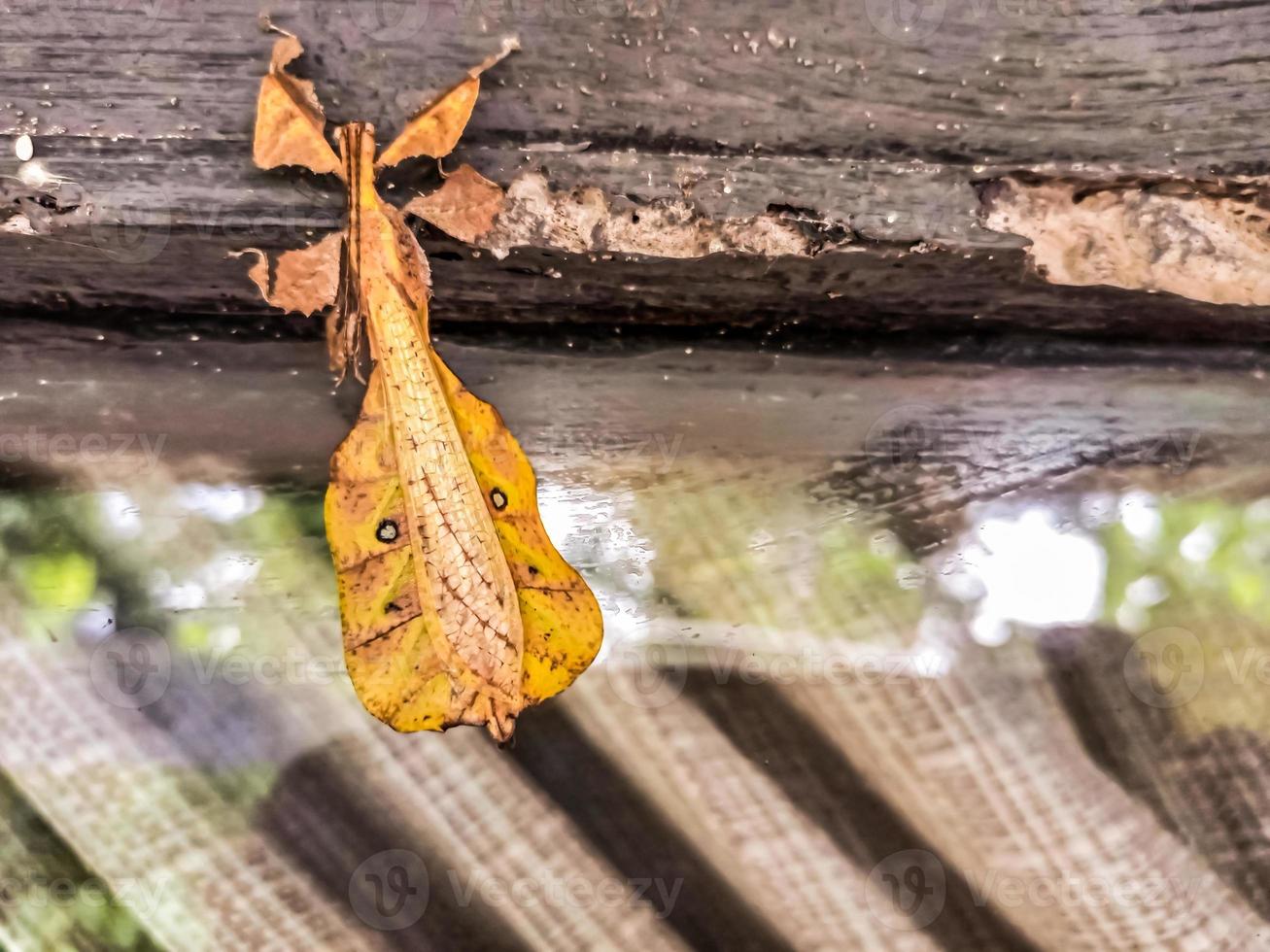 leaf insect camouflaging on glass photo