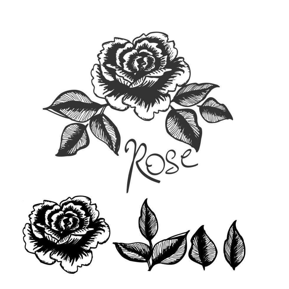 Roses flower and leaves for design, isolate on white background vector