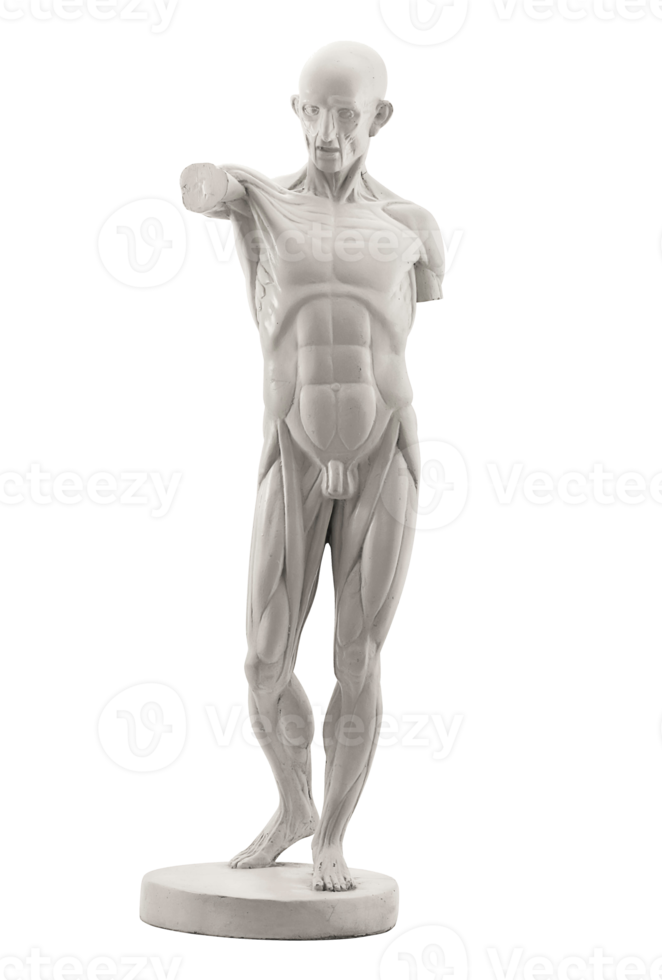 figura de estuco de anatomía png