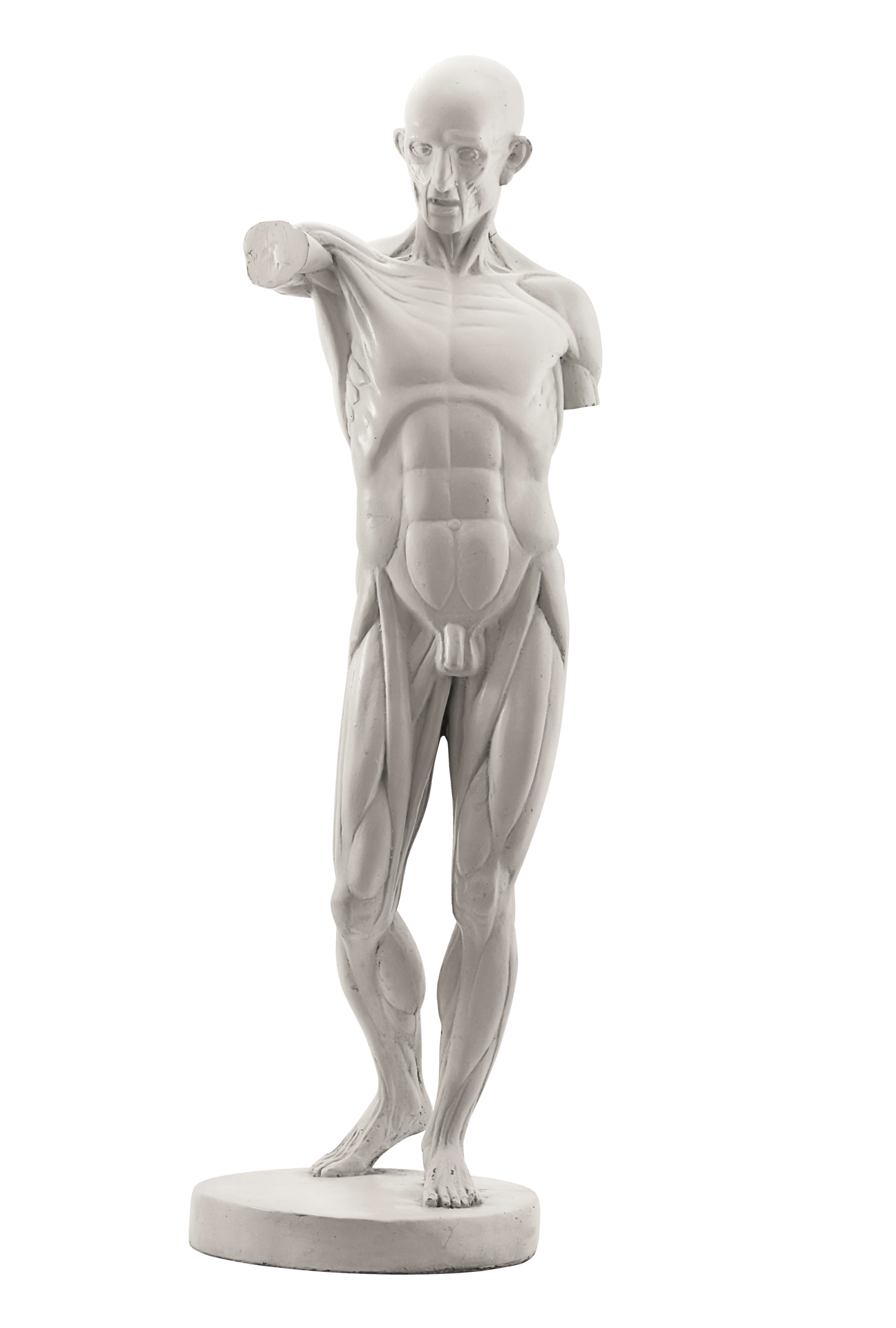 anatomy stucco figure 18927290 PNG