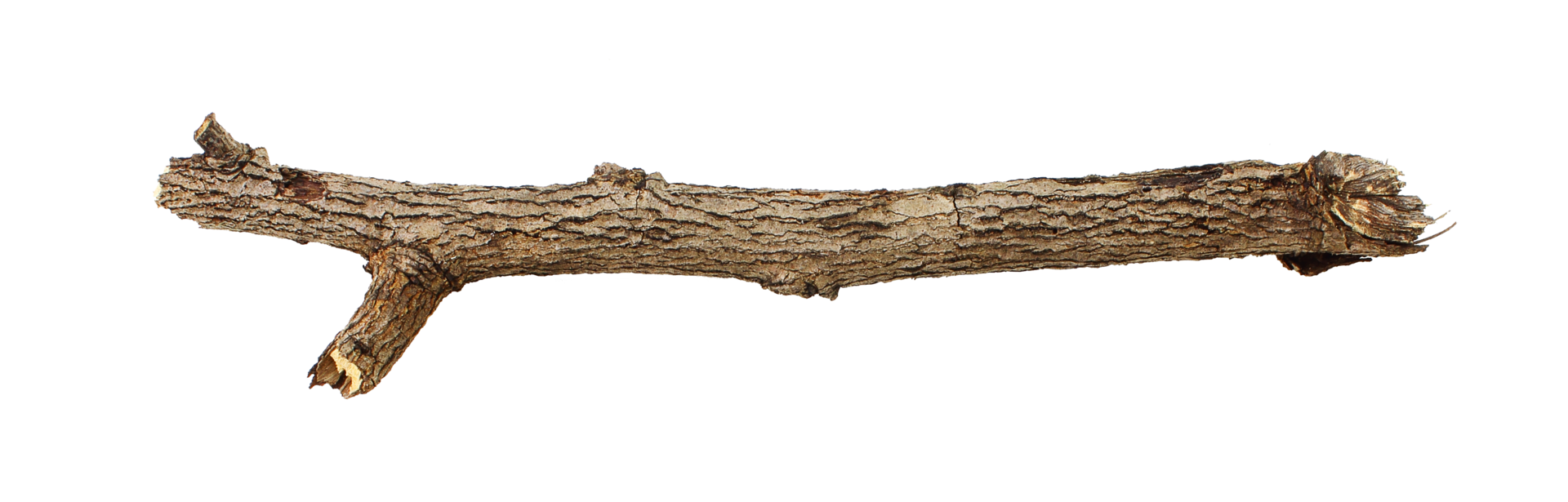 Wooden stick cut from the branch of a tree