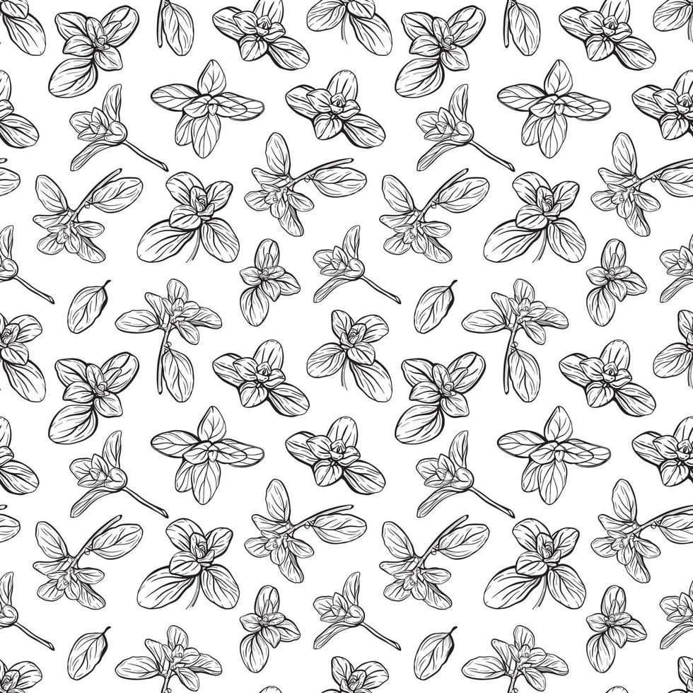 Basil Pattern. Italian herbs.A sprig of marjoram. vector