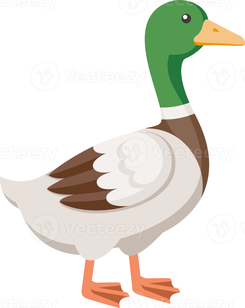 duck flat color png