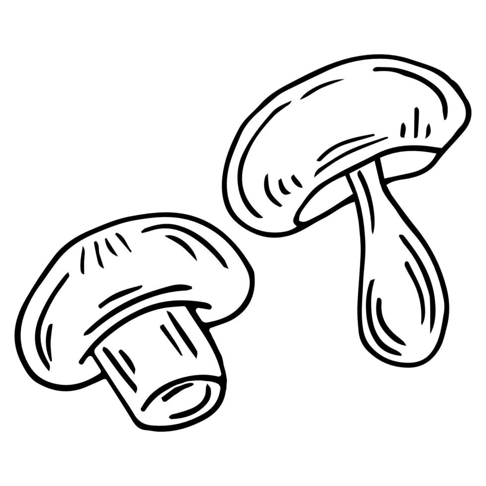 Two monochrome boletus mushroom, hand drawn sketch line art, vector illustration isolated on white background, black line art, nature sketch