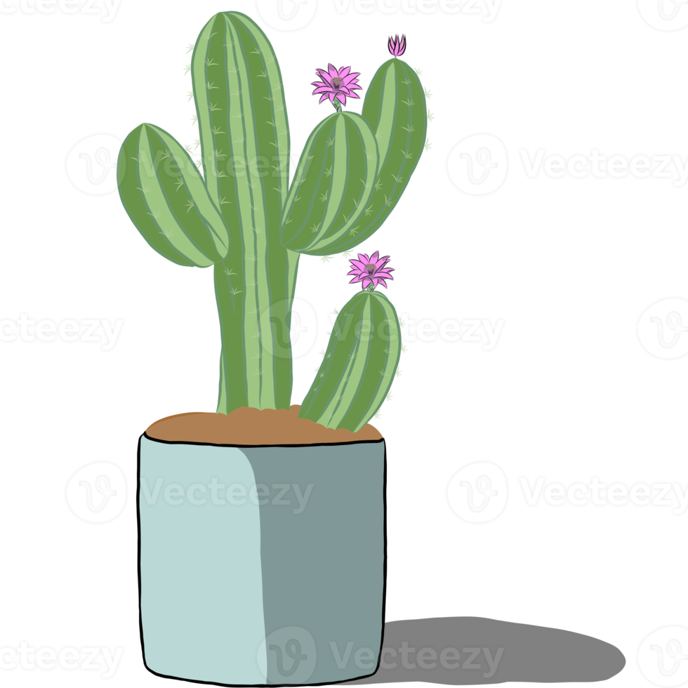 Cactus plant in the pot. png