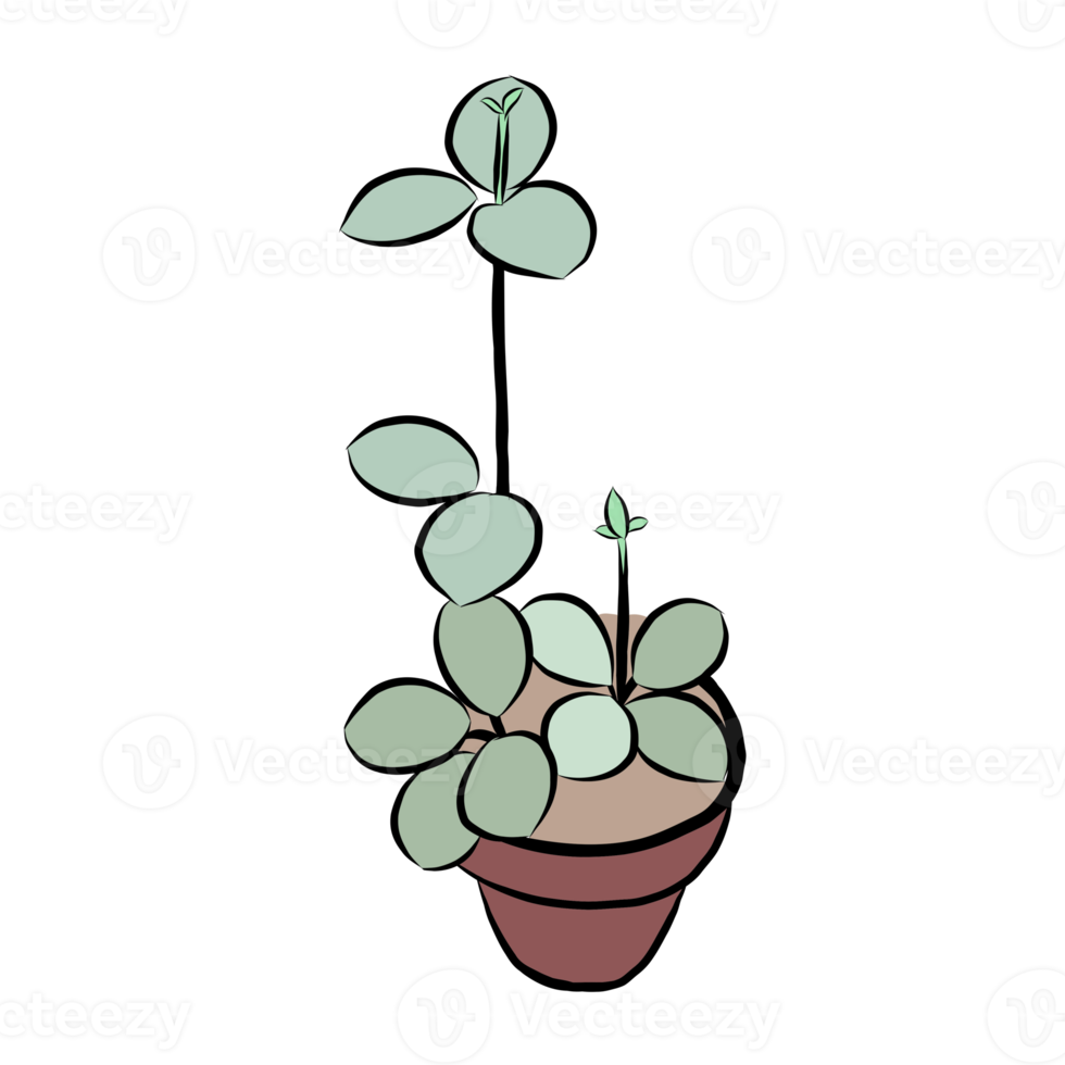 Cactus plant in the pot. png