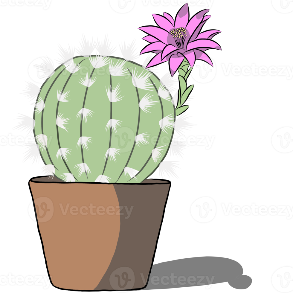 Cactus plant in the pot. png