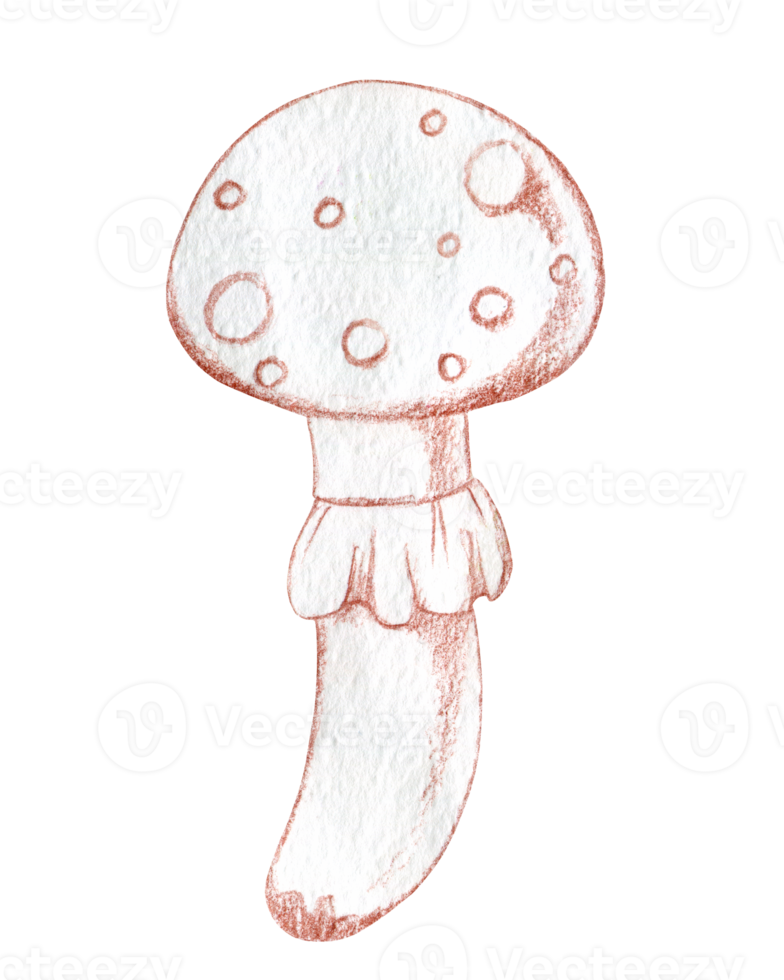 Cartoon fly agaric, poisonous mushroom, vintage illustration, hand-drawn, sketch, line png