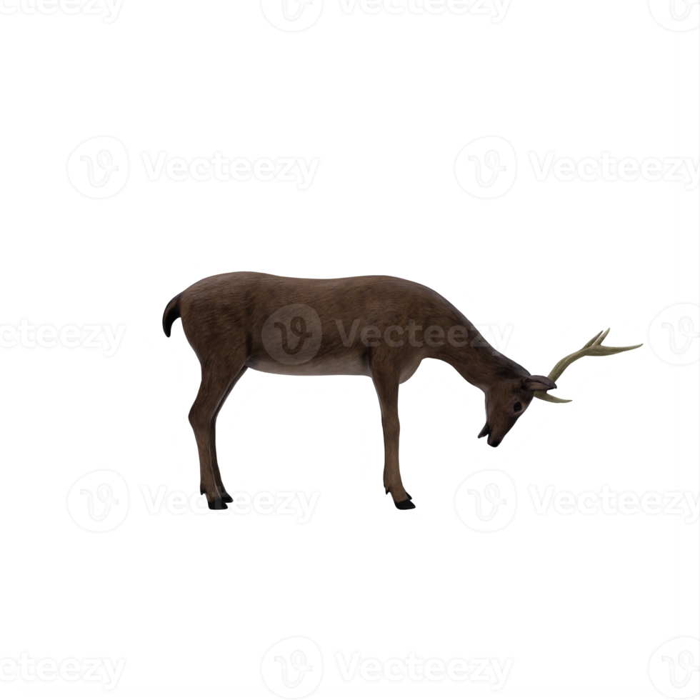 3d, cerf, femelle, isolé png