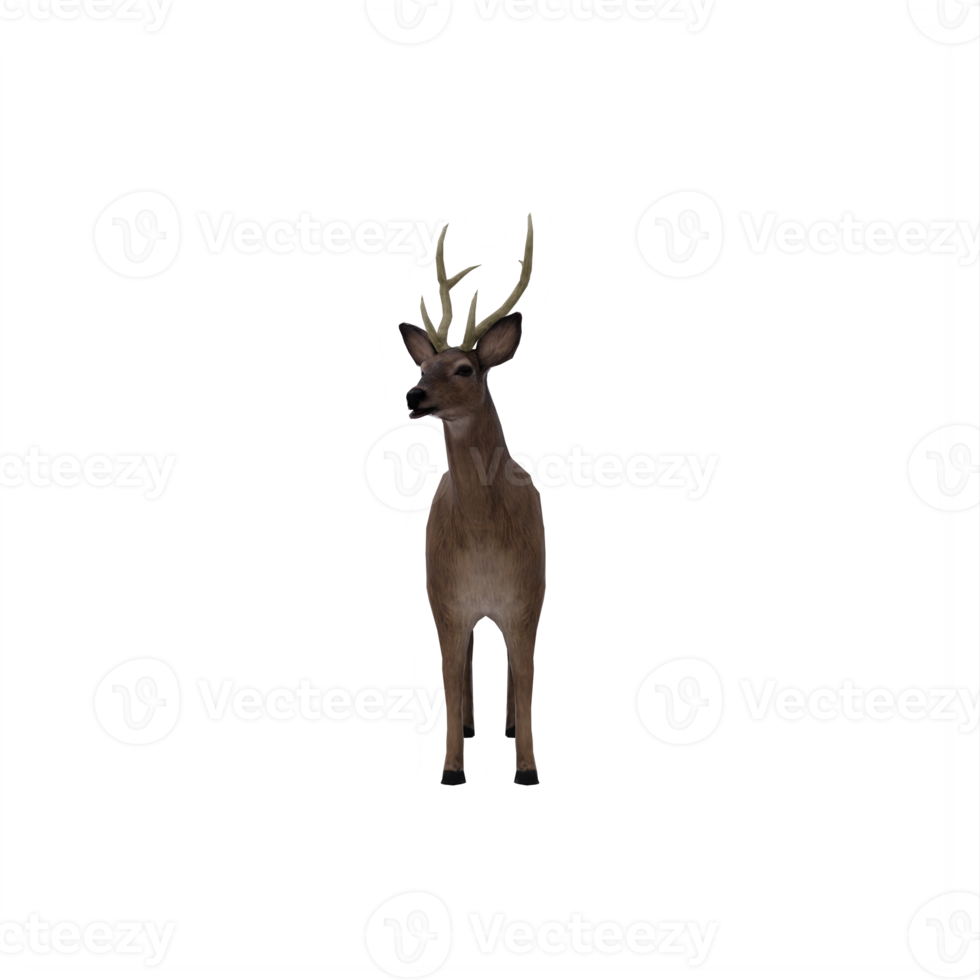 3d, cerf, femelle, isolé png