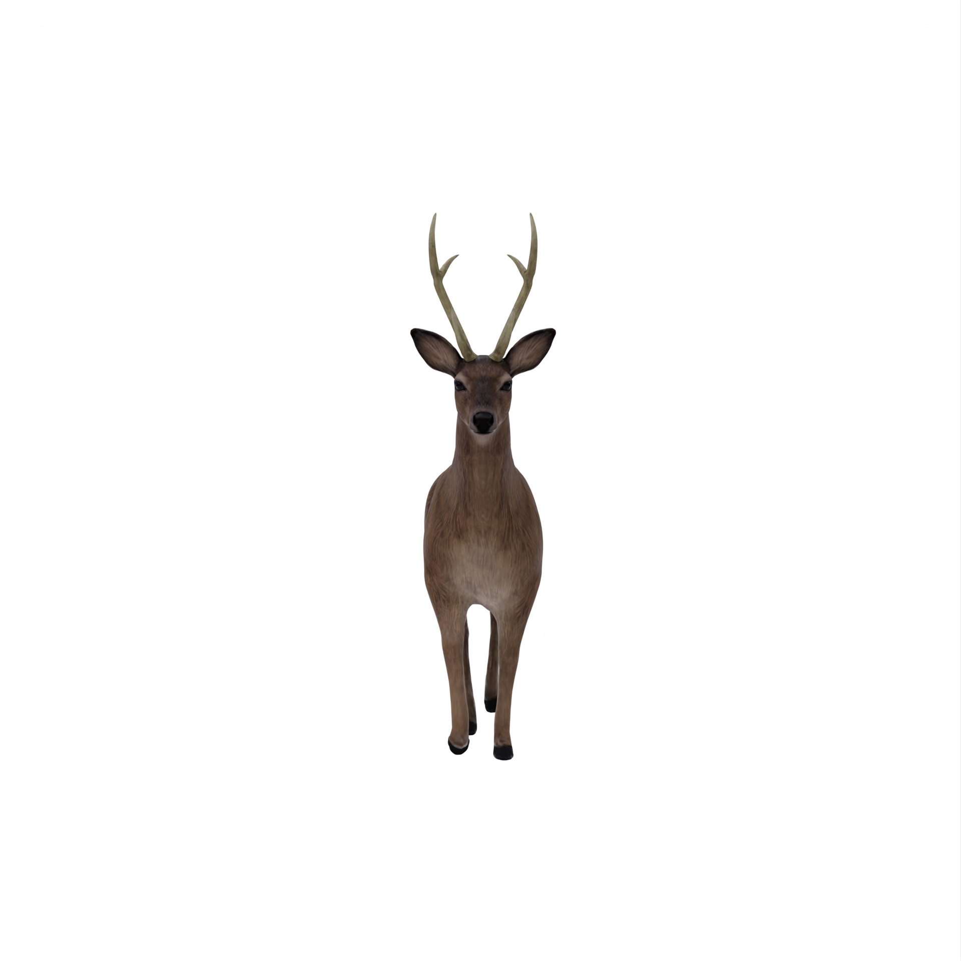 3d deer female isolated 18929163 PNG