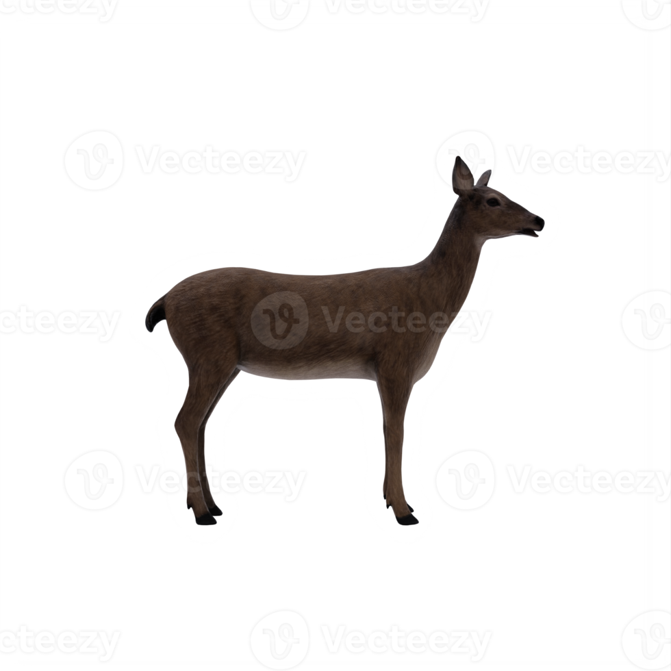 3d deer female isolated png