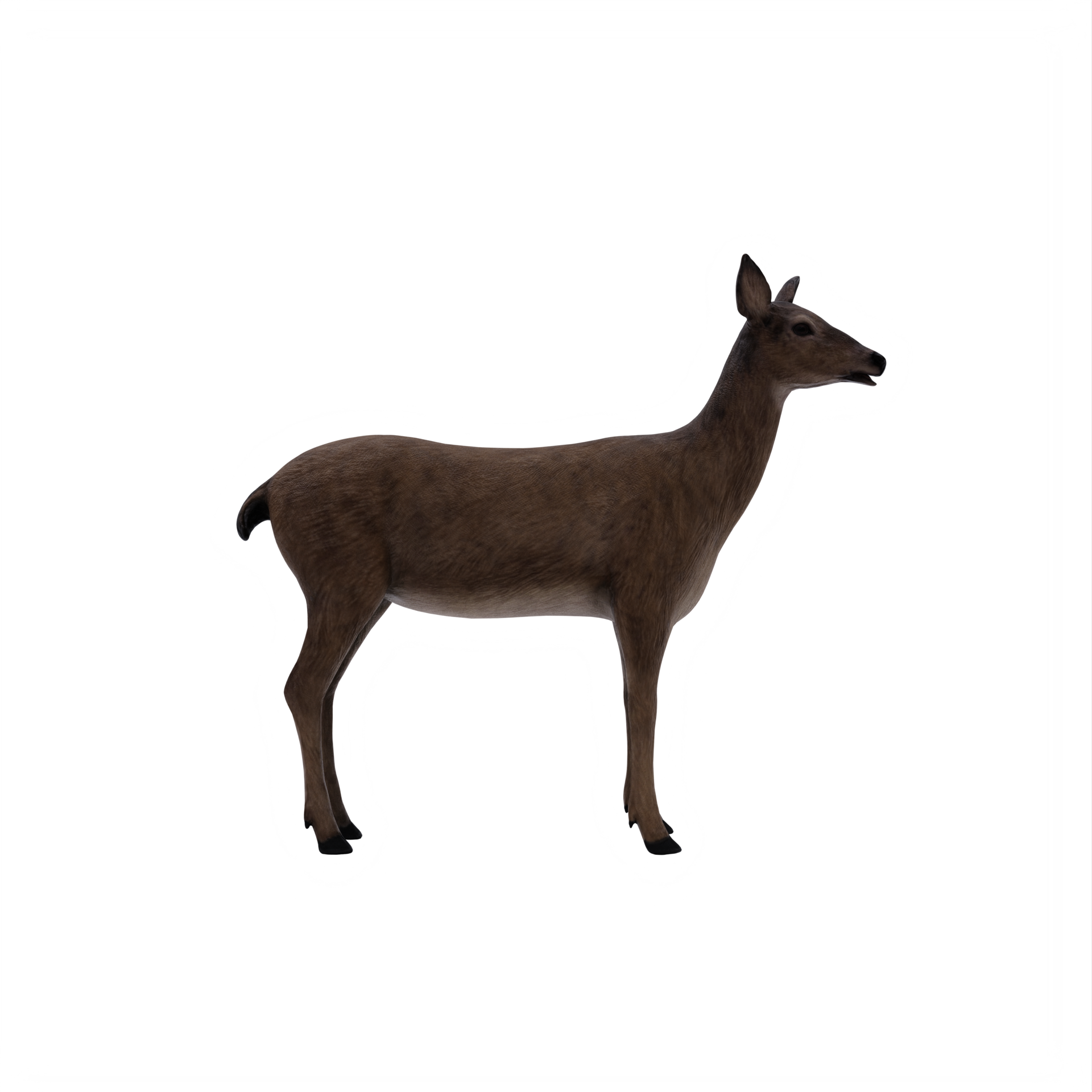 Free 3d deer female isolated 18929167 PNG with Transparent Background