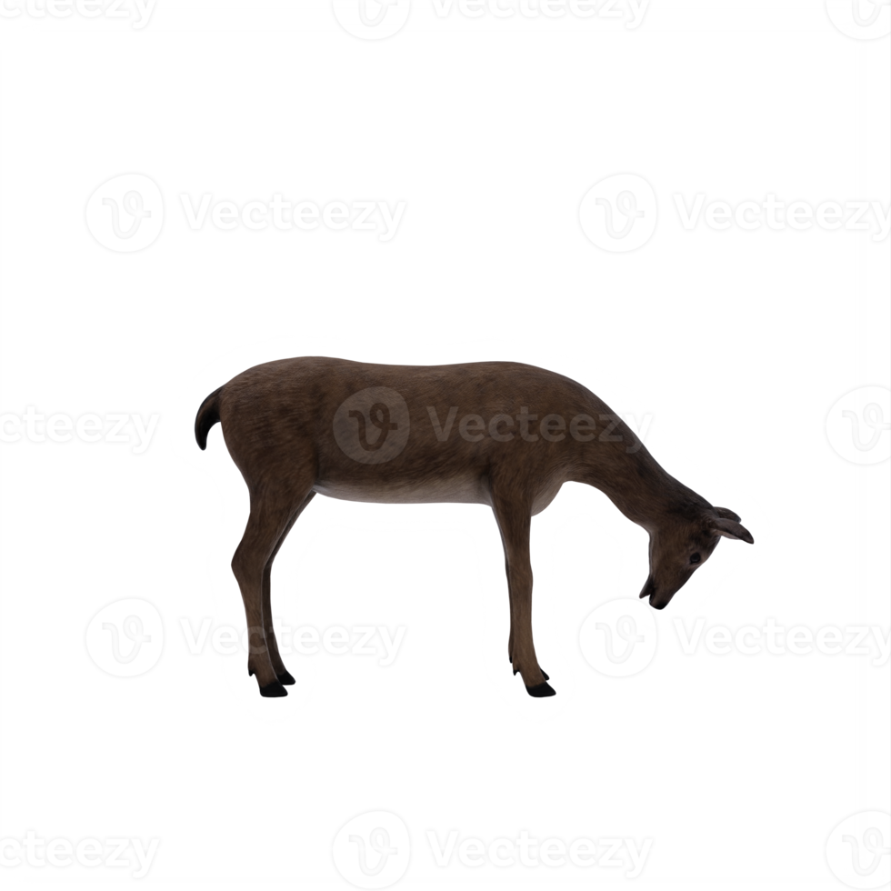 3d deer female isolated png