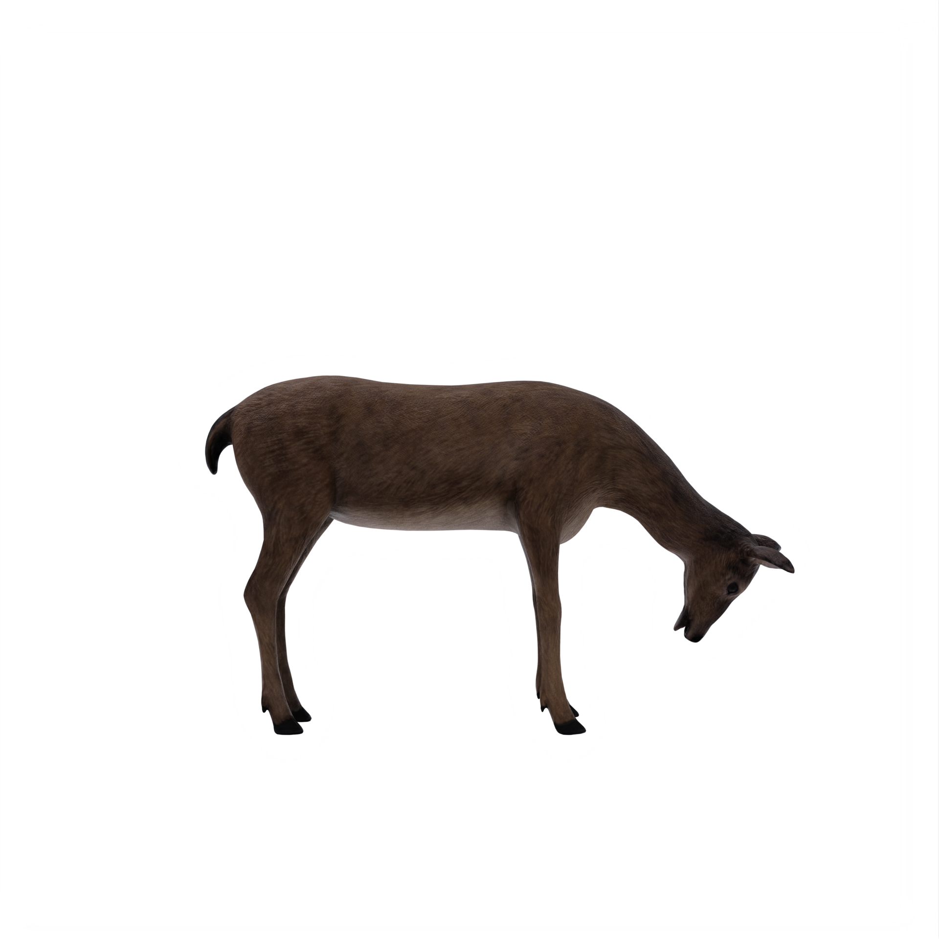 3d deer female isolated 18929174 PNG
