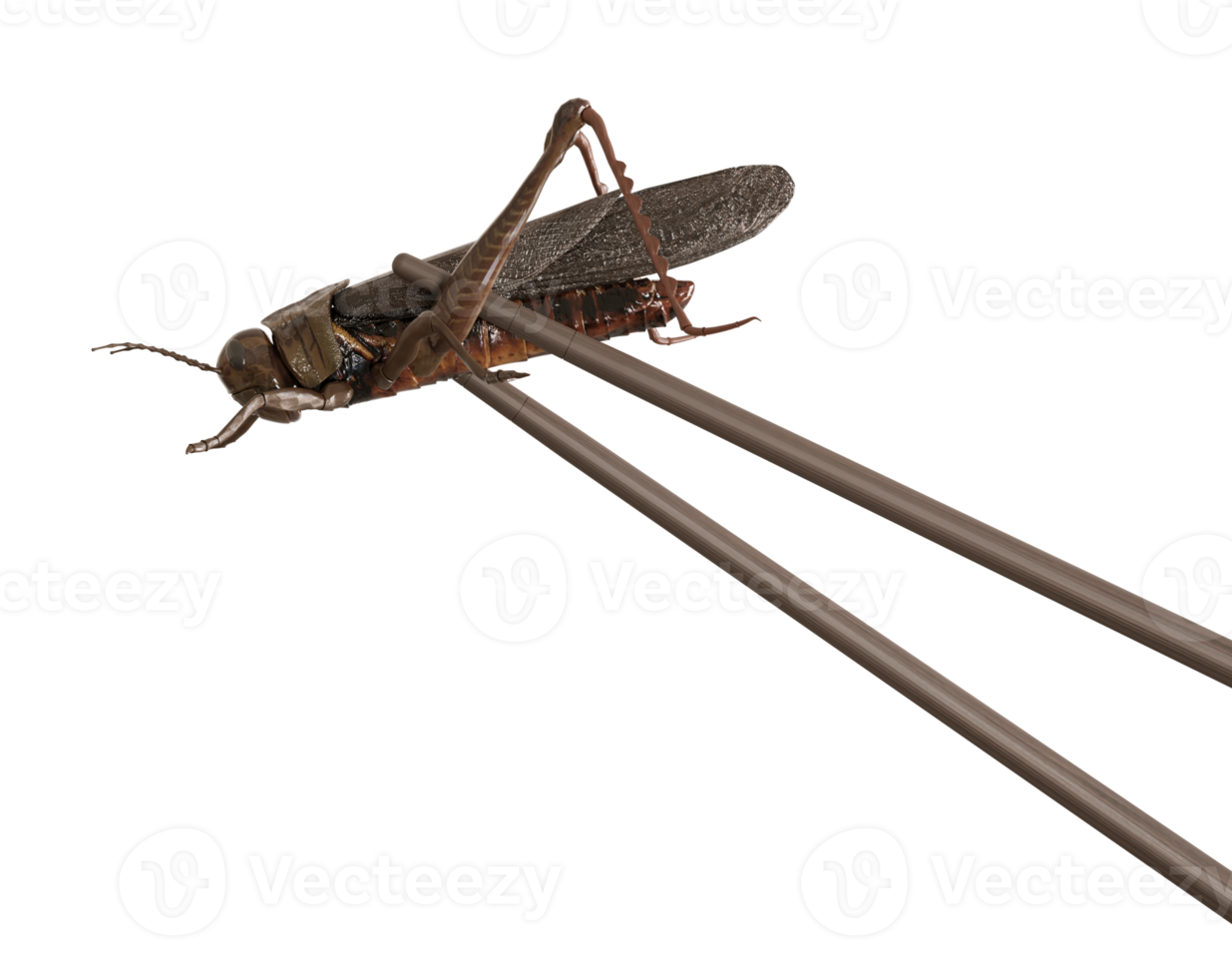 Cricket and chopsticks on transparent background. Edible insects, as snack, good source of protein. Grasshopper. Entomophagy, insectivory concept. Fried insects. Close up view. 3D rendering. png