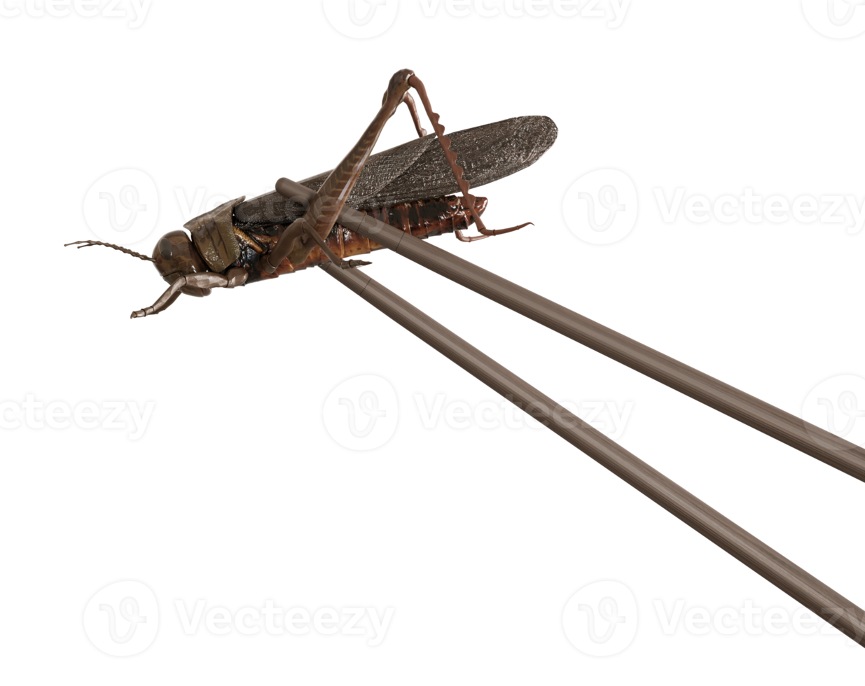 cricket et baguettes sur fond transparent. insectes comestibles, comme collation, bonne source de protéines. sauterelle. entomophagie, concept insectivore. insectes frits. vue rapprochée. rendu 3d. png