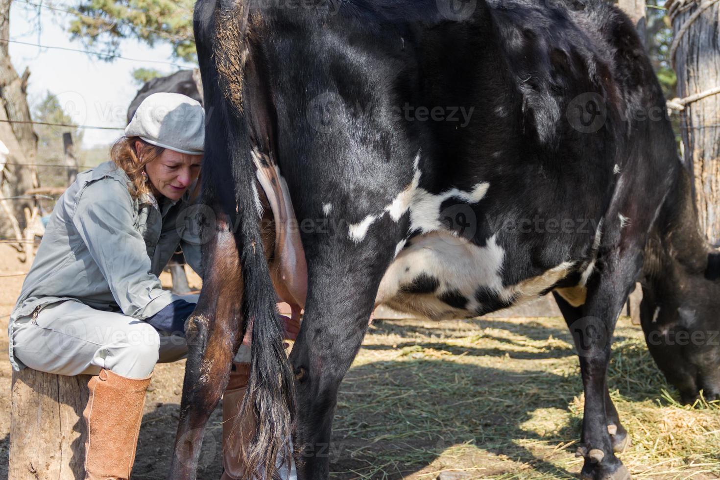 rural working woman milking the cows photo