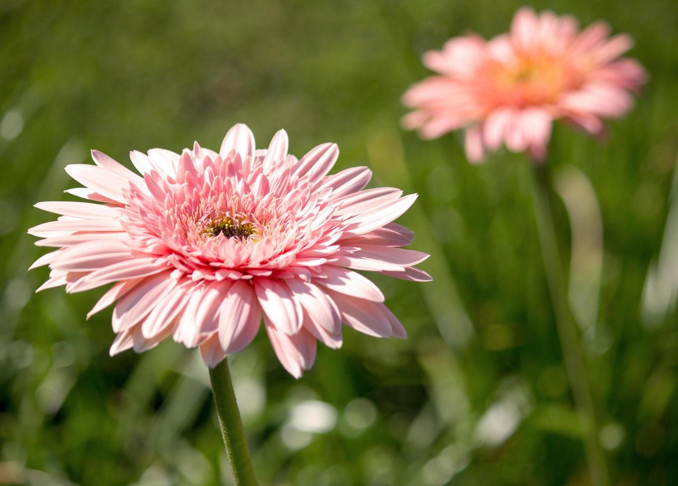 gerbera flower in a garden photo